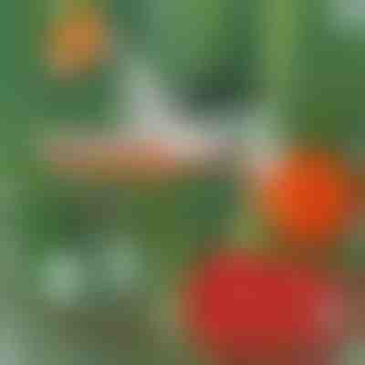 Profesionální sešívačka rostlin | PLANTBRAND